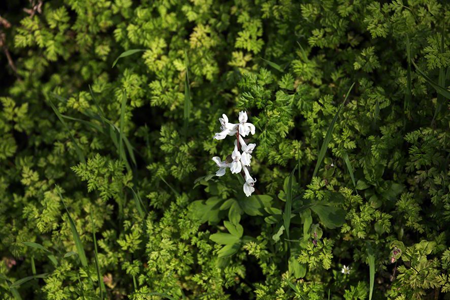 Hohler Lerchensporn